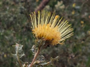 Dried thistle head against dark background, structural and self-contained, the defences built without choosing them, self-built beliefs that outlast their purpose