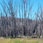 Bone-white dead trees against pale sand dunes, representing family grief avoidance and the silence around loss