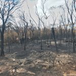 Burnt forest with blackened trees still standing, representing the signs of coercive control and what remains after recognising it