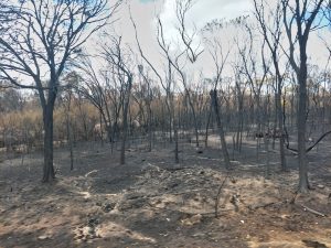Burnt forest with blackened trees still standing, representing the signs of coercive control and what remains after recognising it